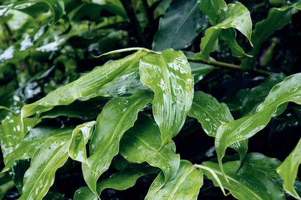 Tanaman Hijau Daun Poster Foto Gambar Daun — Stok Foto