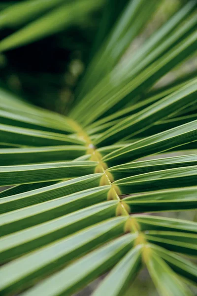 Green leaf of palm tree poster. Photo of green leaf