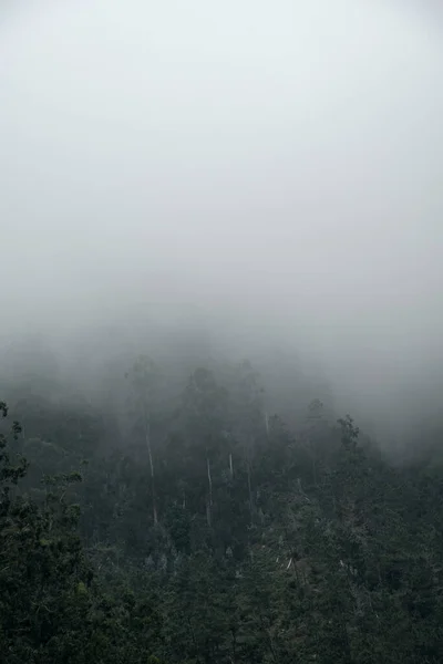 Brouillard Dans Paysage Forestier Image Forêt — Photo