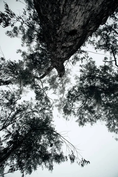 Bir ağaç silueti posteri. Ağaçların fotoğrafı