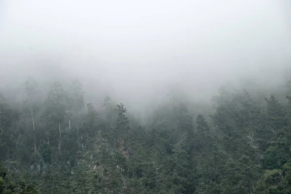 Ομίχλη Στην Ταπετσαρία Του Δάσους Δέντρα Φωτογραφία Ομίχλης — Φωτογραφία Αρχείου