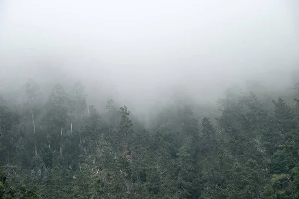 Niebla Fondo Pantalla Del Bosque Árboles Niebla Foto —  Fotos de Stock