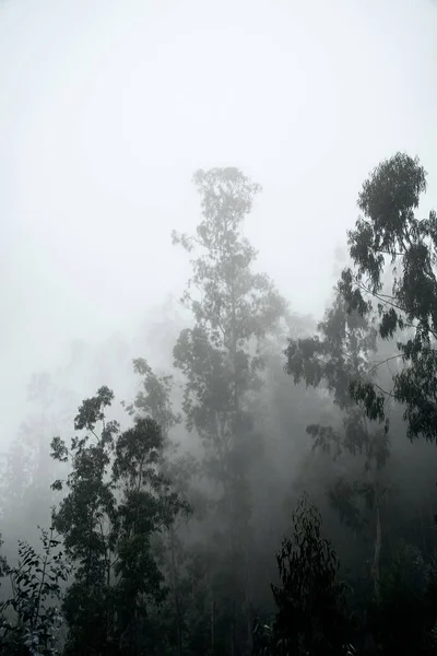 霧の中の木 森の霧 — ストック写真