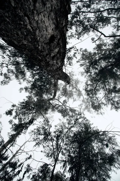 Imagen Del Árbol Foto Ramas —  Fotos de Stock