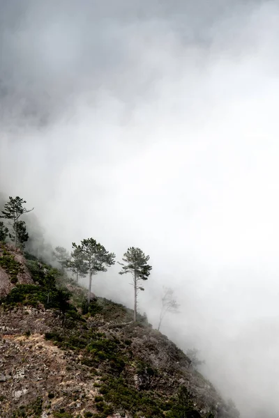 Δέντρα Στο Δάσος Και Ομίχλη Εικόνα Της Ομίχλης — Φωτογραφία Αρχείου