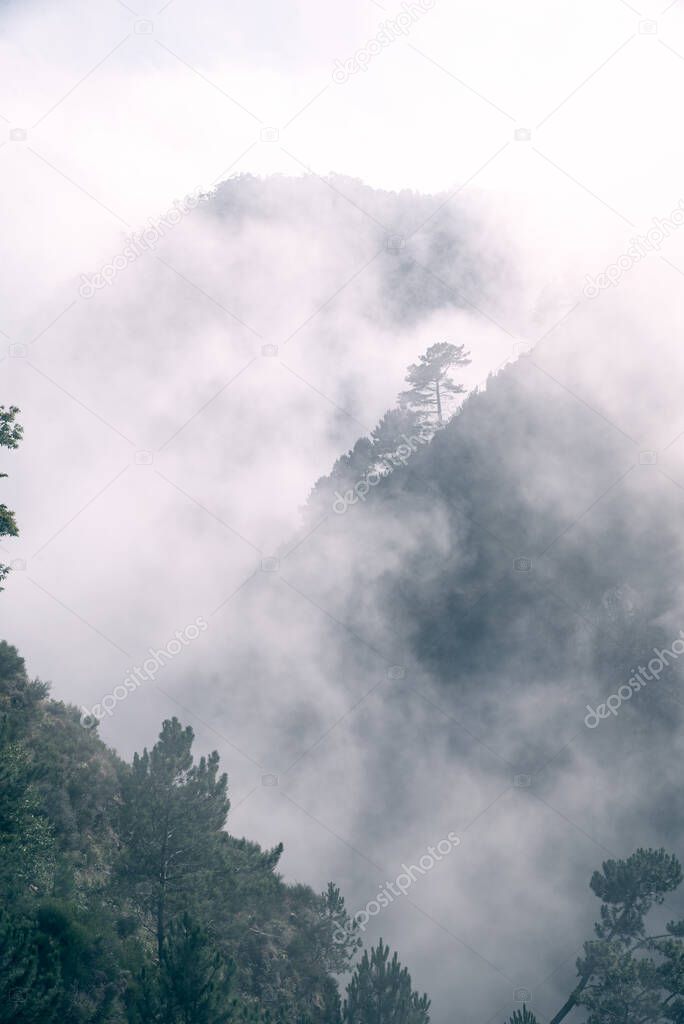 Forest in the clouds poster. Picture of trees and mountains