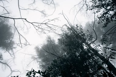 Ormanda sis var. Dalların resmi.