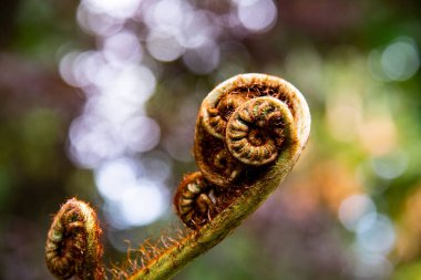 Eğreltiotu yaprağı. Eğrelti otu yaprağı fotoğrafı