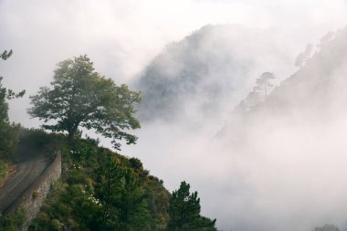 Bulutları ve arka planda dağları olan ağaç. Ağaç resmi