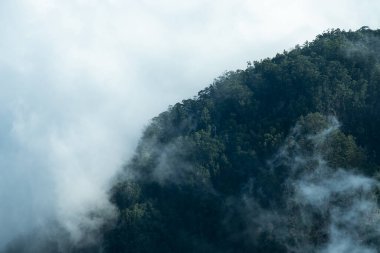 Orman ve bulutların fotoğrafı. Orman manzarası