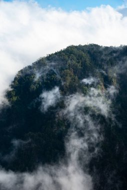 Orman ve bulutların fotoğrafı. Ormanın manzarası