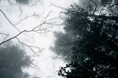 Ormandaki ağaçların ve dalların fotoğrafı. Ağaçların manzarası