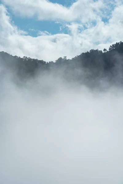 Tree Mountains Fog Picture Tree Mountains — Stock Photo, Image