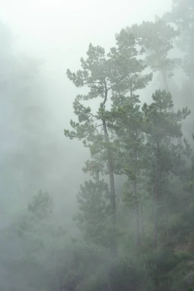 Árvores Nevoeiro Céu Imagem Floresta — Fotografia de Stock