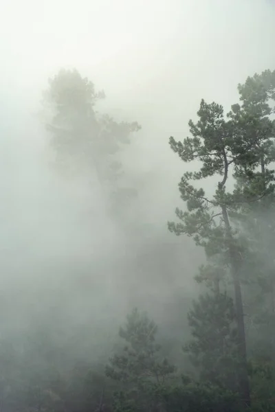 Árbol Montañas Niebla —  Fotos de Stock