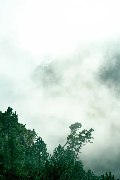 Arbre Montagnes Dans Brouillard Photo Montagnes — Photo