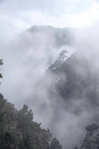 Árvores Montanhas Nevoeiro Imagem Das Montanhas — Fotografia de Stock