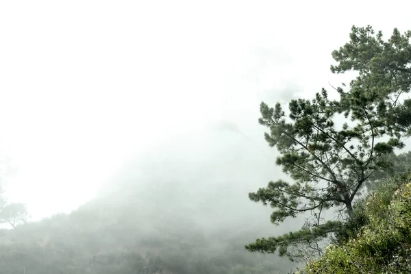 霧の壁紙の木と山 木の絵 — ストック写真