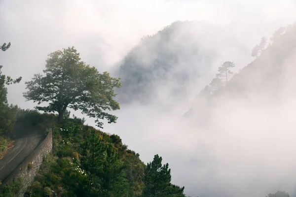 Дерево Хмарами Горами Фону Картина Дерева — стокове фото