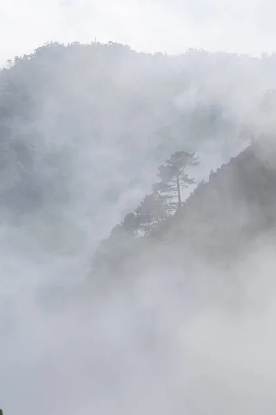 Δέντρα Στην Ομίχλη Φωτογραφία Από Δέντρα Στα Βουνά — Φωτογραφία Αρχείου
