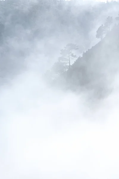 Картина Деревьев Горах Деревья Тумане — стоковое фото