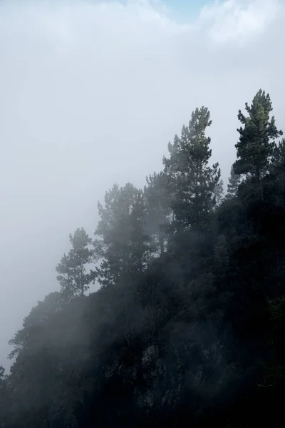 Des Arbres Sur Colline Image Des Arbres — Photo