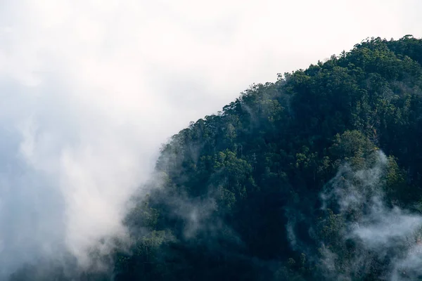 Chmury Nad Lasem Panorama Lasu — Zdjęcie stockowe