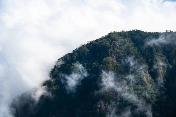 Panorama Lasu Obraz Lasu Chmur — Zdjęcie stockowe
