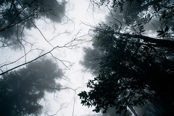 霧の写真の木 森の中の木 — ストック写真