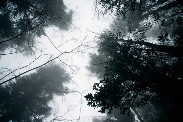 Trees Fog Picture Trees Fog — Stock Photo, Image