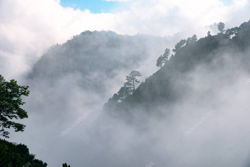 Photo of trees in the mountains. Trees in the fog