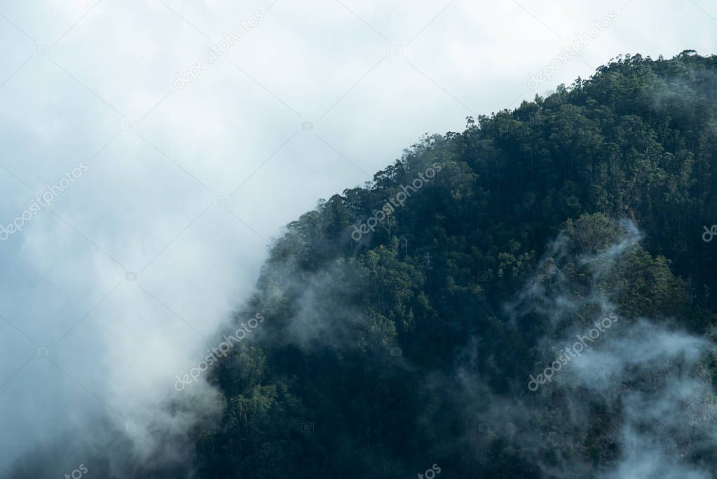 Photo of forest and clouds. Forest landscape