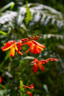 Bahçede kırmızı çiçekler. Parkta kırmızı çiçeklerin resmi