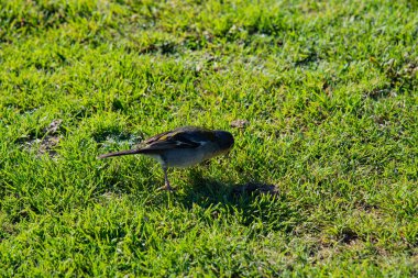 Çimenlikteki kuş. Kuşun resmi.