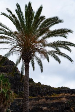 Palmiye ağacı silueti. Palmiye ağacı resmi