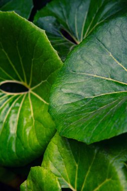 Yeşil yaprak resmi. Yeşil yaprak yakın plan fotoğraf. 