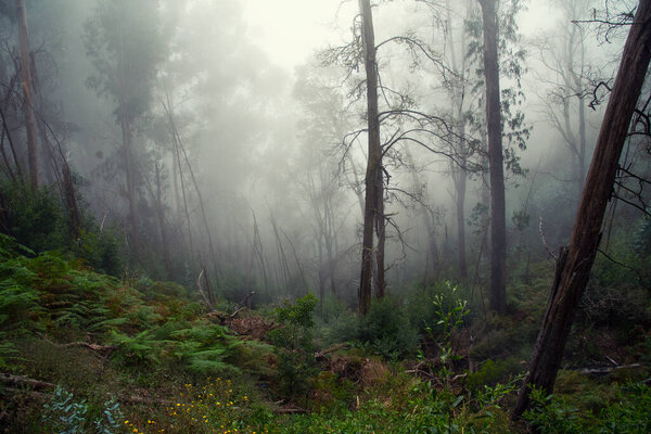 Fog in the forest. Picture of trees in the forest