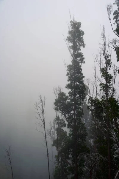 霧の中の木 森の木々 — ストック写真