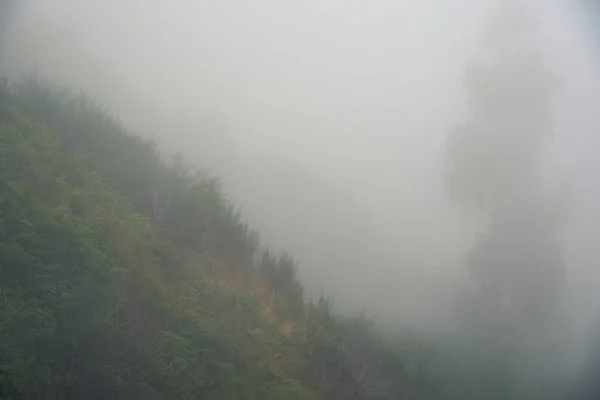 Névoa Foto Floresta Imagem Árvore Nevoeiro — Fotografia de Stock