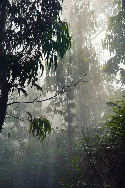 Brouillard Dans Forêt Paysage Forêt — Photo