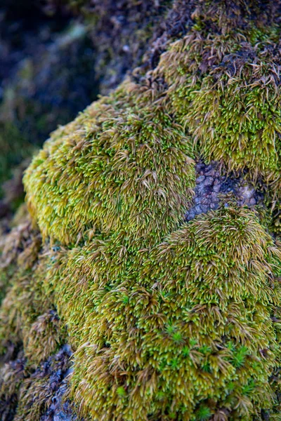 Moss Stromě Obrázek Mechu — Stock fotografie