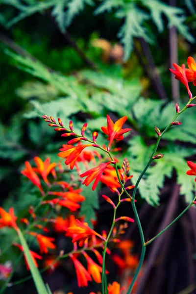 Orange Flowers Close Seup Photo Апельсиновые Цветы Саду — стоковое фото