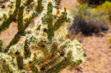 Kaktüs yakın plan fotoğrafı. Çölde kaktüs