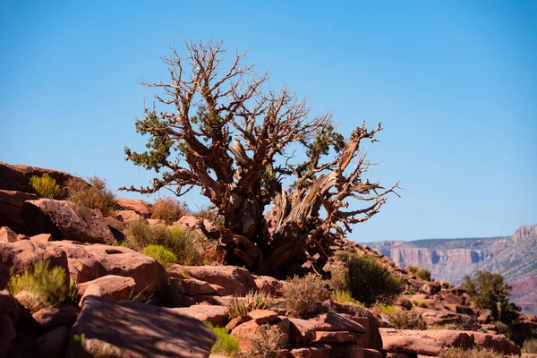 Tree in the desert. Tree closeup photo