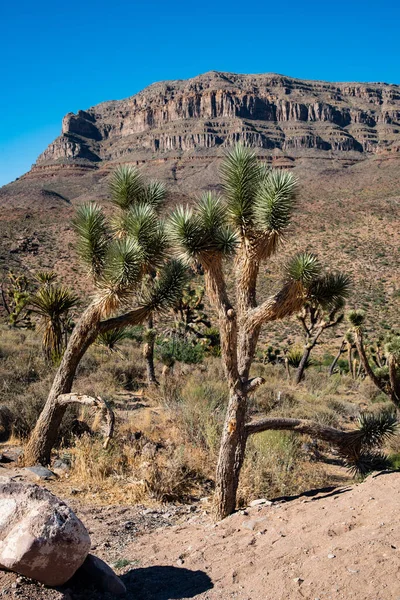 Picture of joshua tree. Joshua tree in the desert