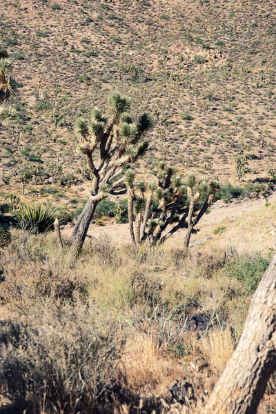 Tree in desert. Tree in desert closeup photo