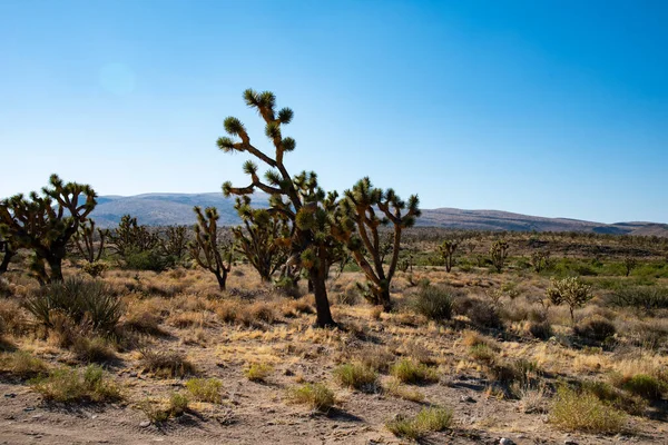 Tree in desert. Picture of tree