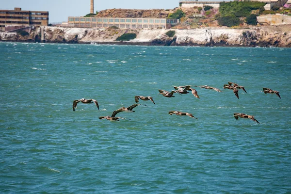 Birds flying over the water. Picture of flying birds