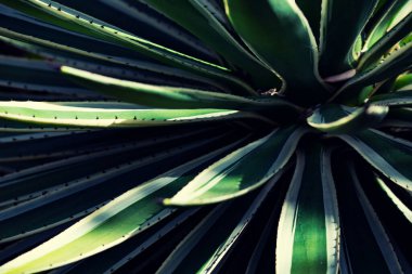 Yaprak dokusu. Yakın plan fotoğraf bırakır