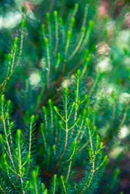 Doğanın fotoğrafı. Çam ağacının yakın plan fotoğrafı.